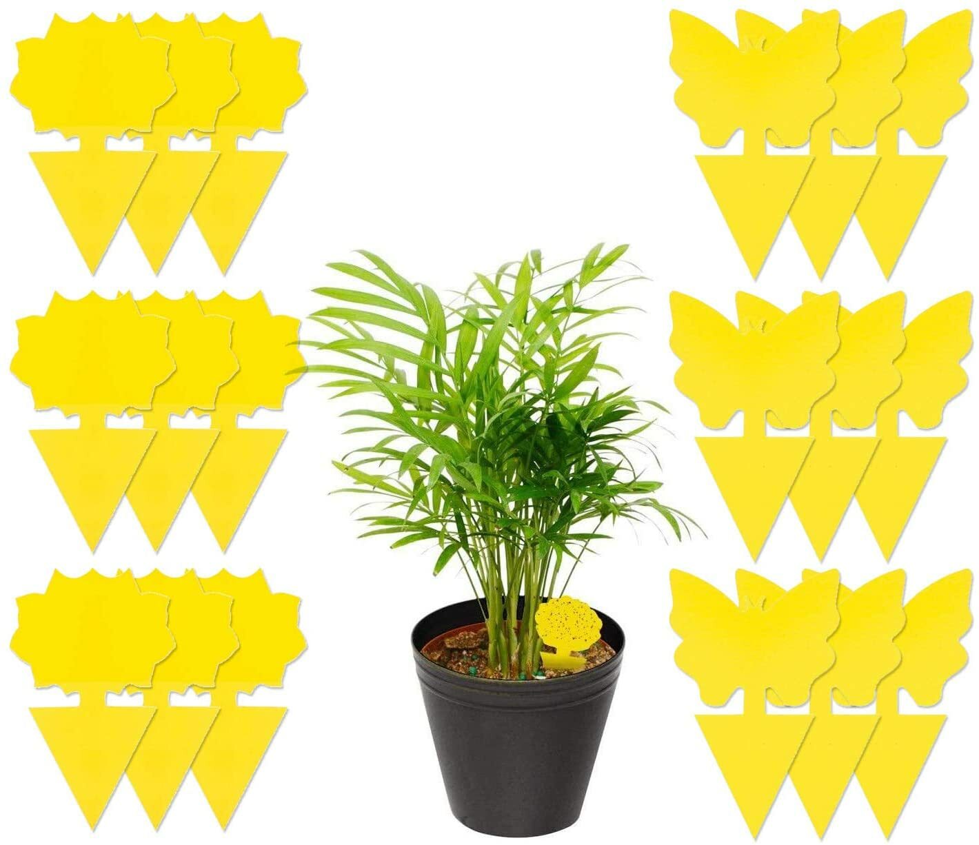 Sticky Fruit Fly Traps, Fungus Gnat Killer Trap use for Indoor Outdoor, 48 pcs