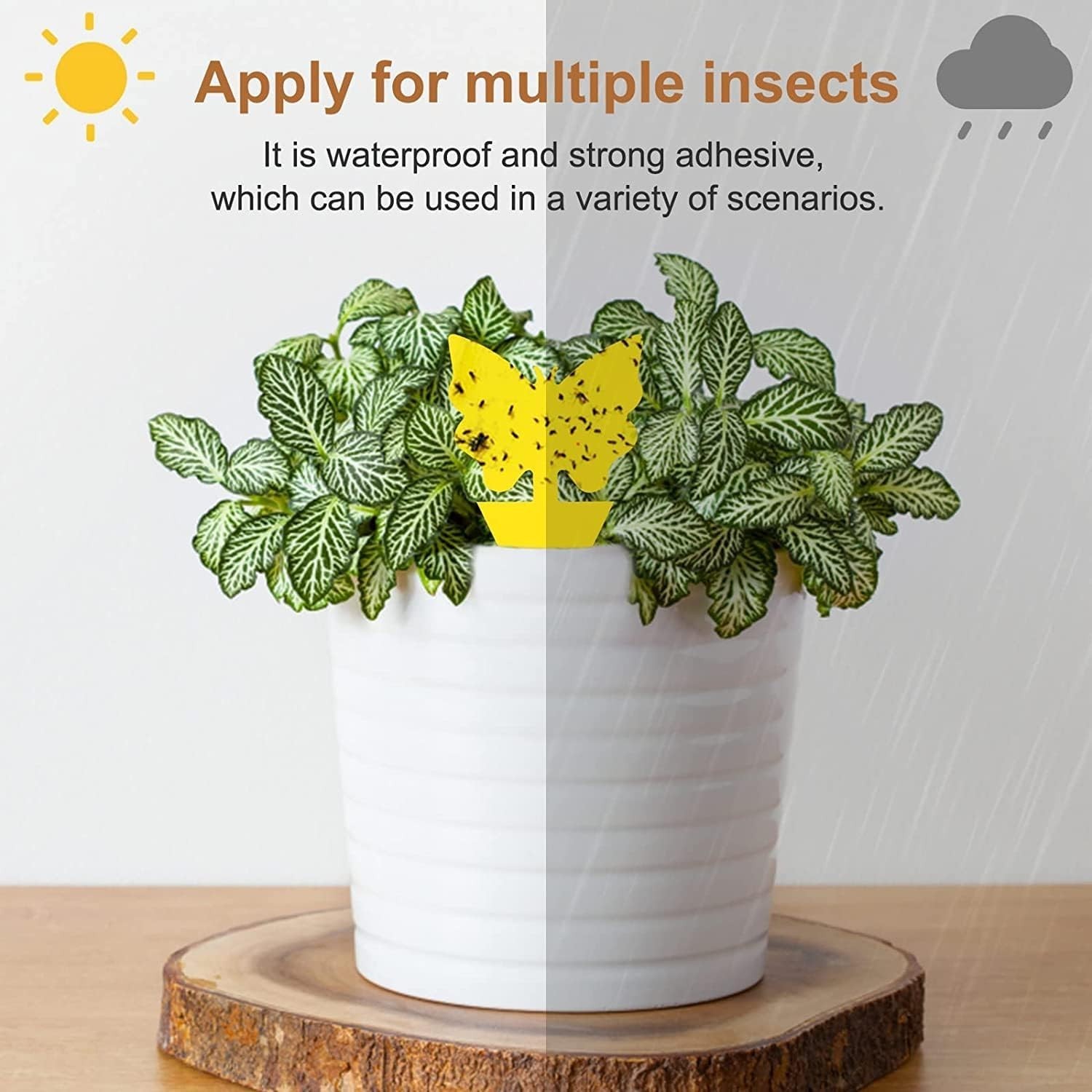 36 Pack Fruit Fly Traps for Indoors, Gnat Traps for House Indoor, Sticky Trap…