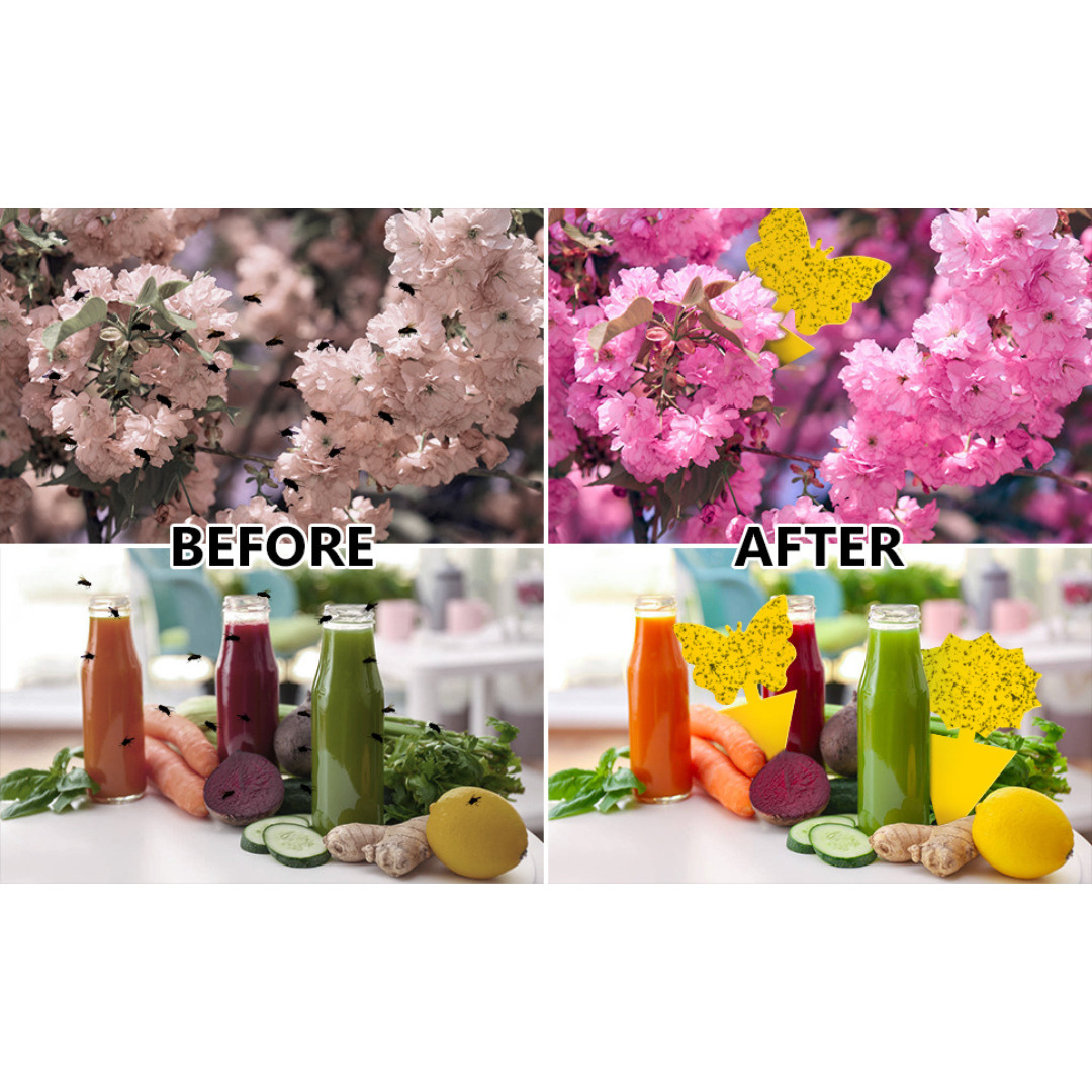 48PCS Sticky Fruit Fly Traps, Fungus Gnat Killer Trap use Indoor Outdoor