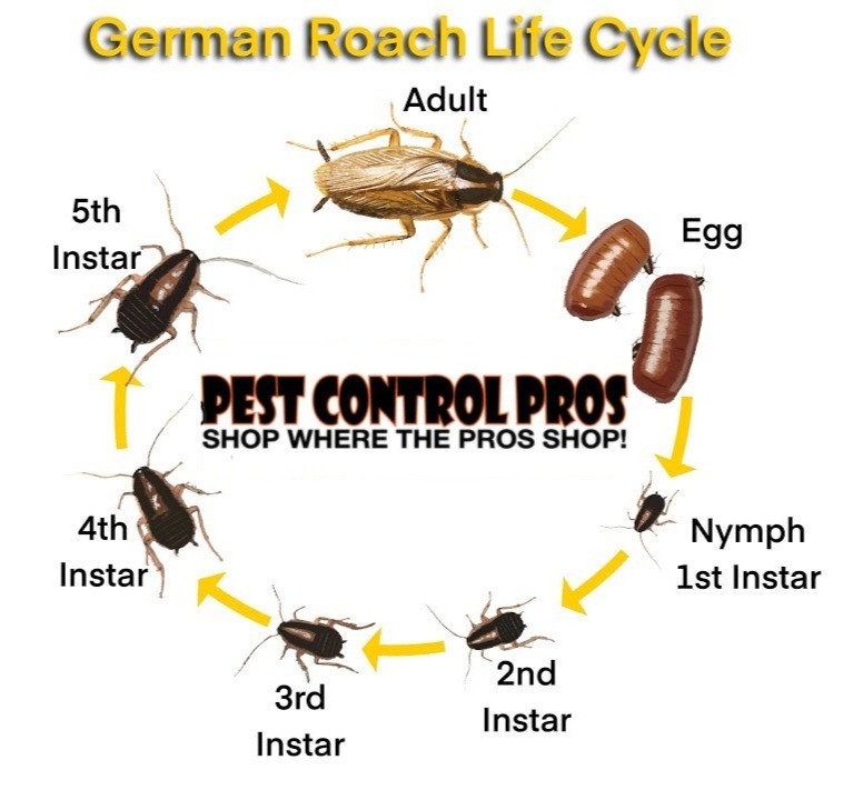 33 Gram Tube Maxforce FC Magnum Cockroach Bait Gel Kill American German Roaches
