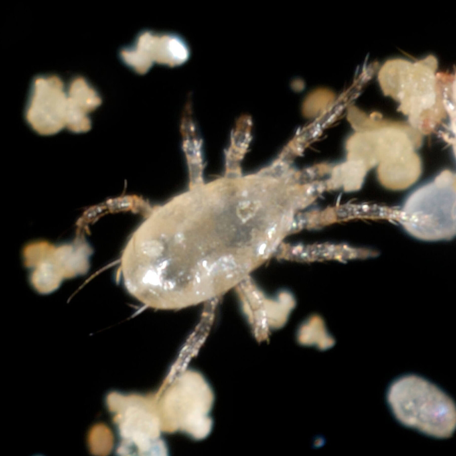 Slow Release Sachets – Amblyseius andersoni – Predatory Spider Mite Control
