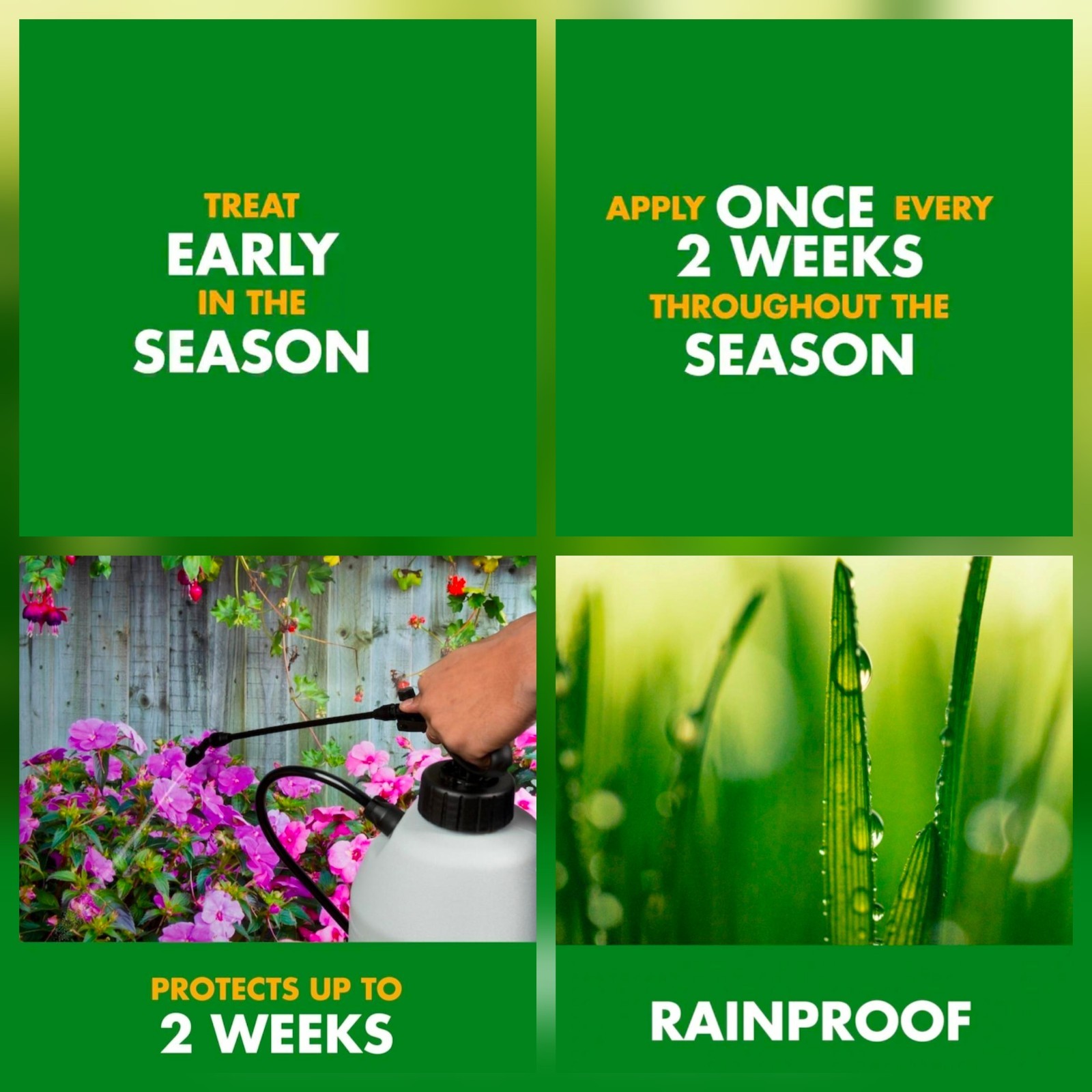 Spectracide Immunox Multi-Purpose Fungicide Spray Concentrate For Gardens 16 Oz