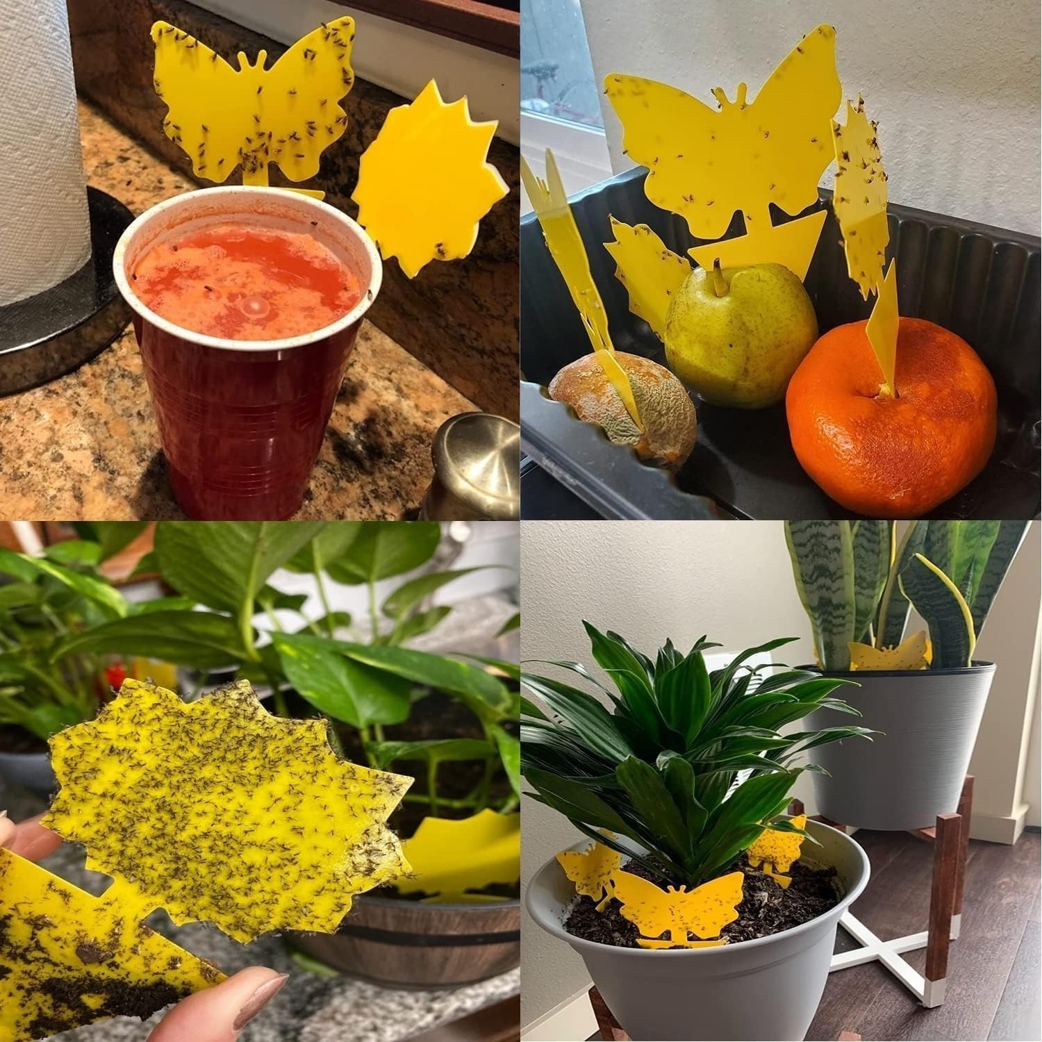 36 Pack Fruit Fly Traps for Indoors, Gnat Traps for House Indoor, Sticky Trap…