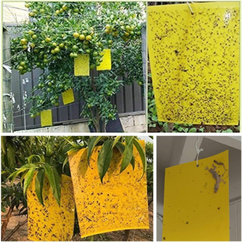 20/40Pcs Yellow Sticky Fly Trap Paper Traps Fruit Flies Insect Glue Catcher