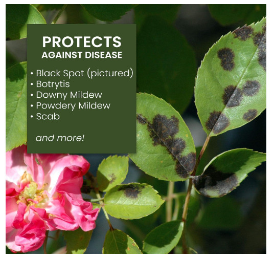 Natria 706250A Neem Oil Spray 24-Ounce for Plants Pest Organic Disease Control