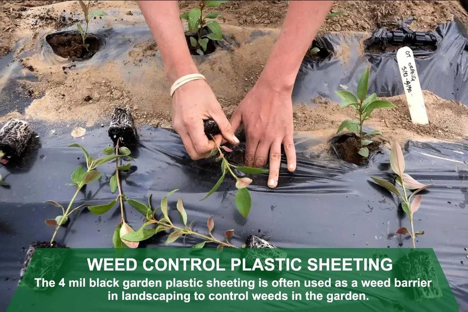 Feitore 4 Mil Black Plastic Sheeting Weed Barrier Landscape 3ft X 50ft,
