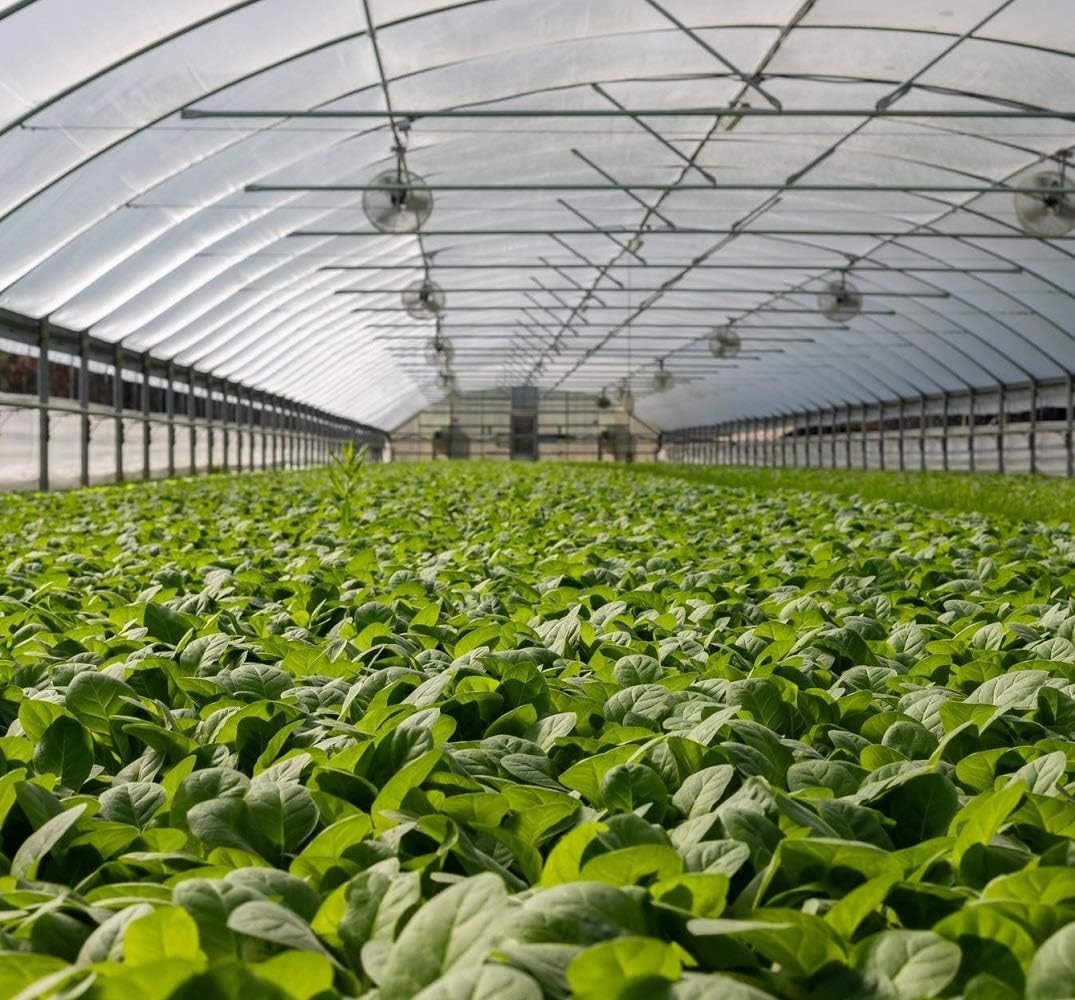 Multi-Purpose HDPE Garden Netting – 4’x10′ Insect Barrier for Healthy Growth