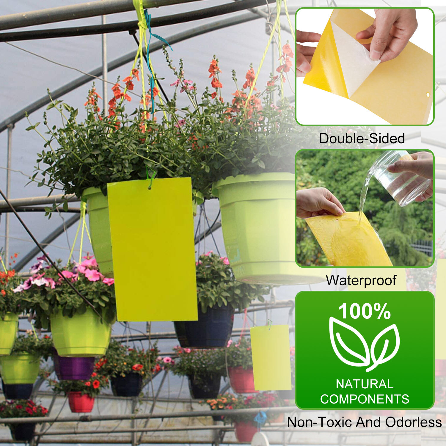 12PC Yellow Sticky Fly Trap Hanging Rope for Fruit Fly Plant Insect Gnat Outdoor