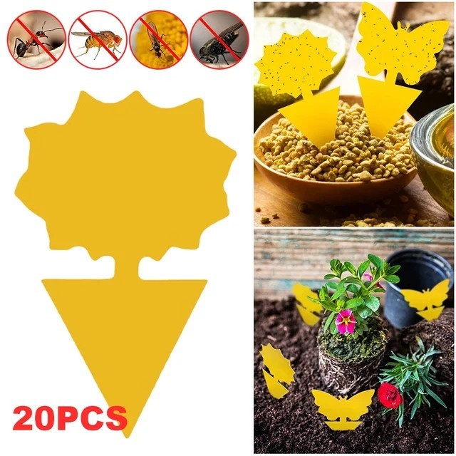 20PCS Fruit Fly & Fungus Gnat Sticky Traps Non-Toxic Indoor Outdoor Plant