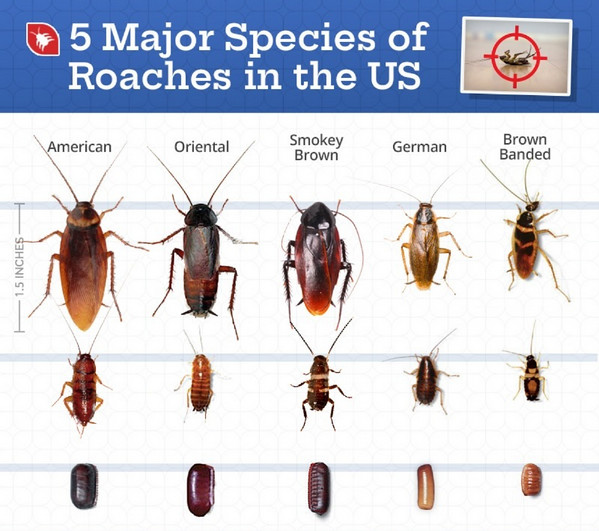 Maxforce FC Magnum Cockroach German Roach Control Bait Gel .05% Fipronil