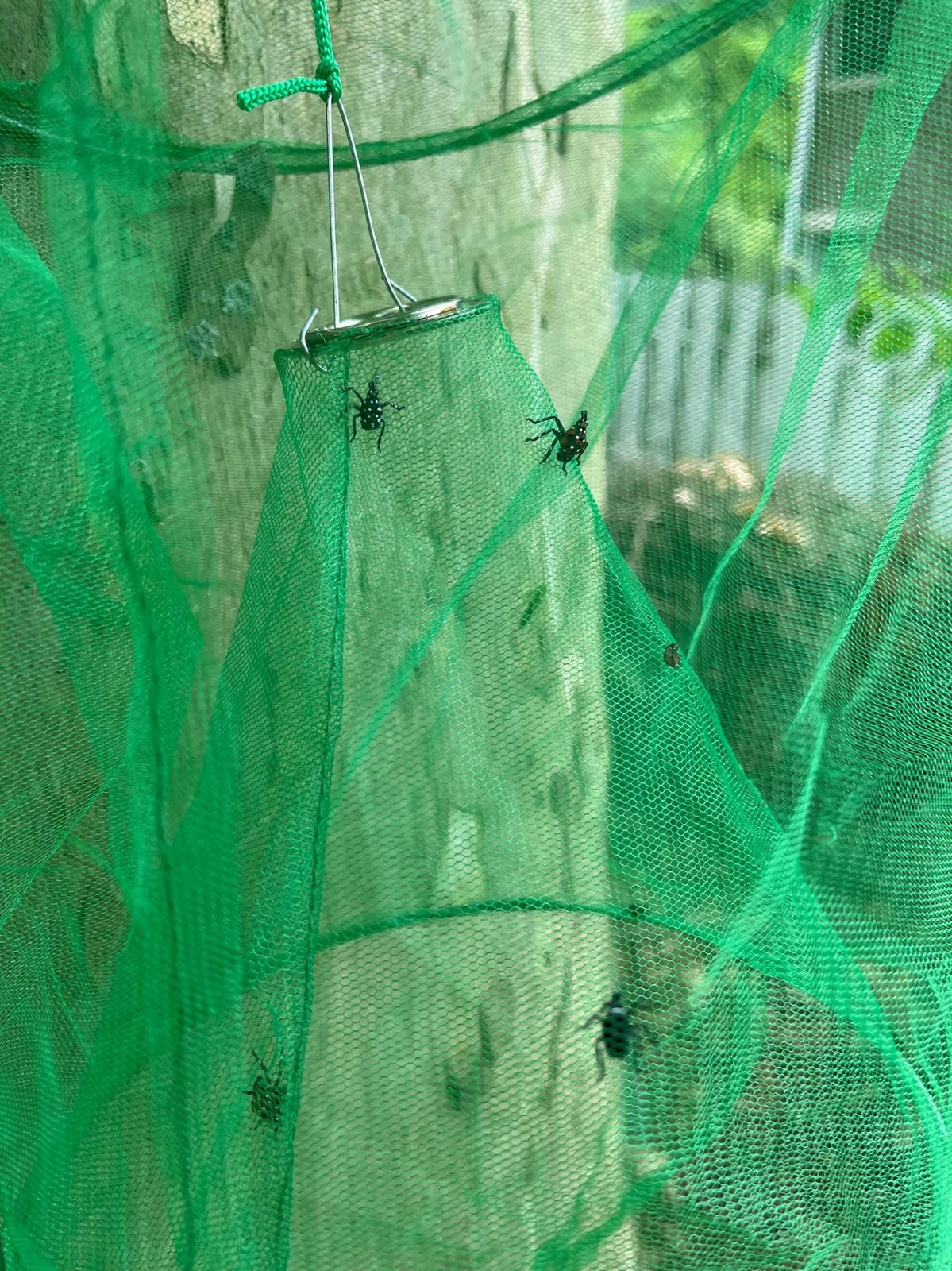 Spotted Lanternfly Mesh House Trap SLF Lantern Fly & Nymph Catcher 1 Pack
