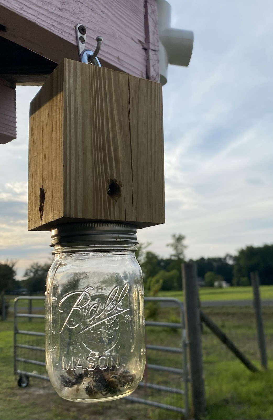 A PAIR Of Paw Paw’s Pressure Treated Carpenter BEE TRAPS FREE SHIPPING!