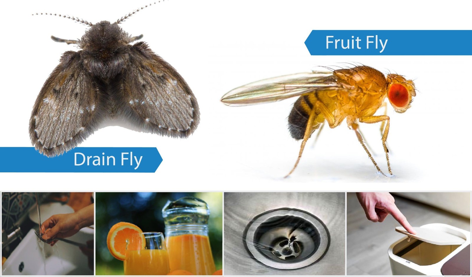 2 Vector 960 Fruit Fly Control Monitor Traps ~~ Fruit / Bar / Flies Gnats etc