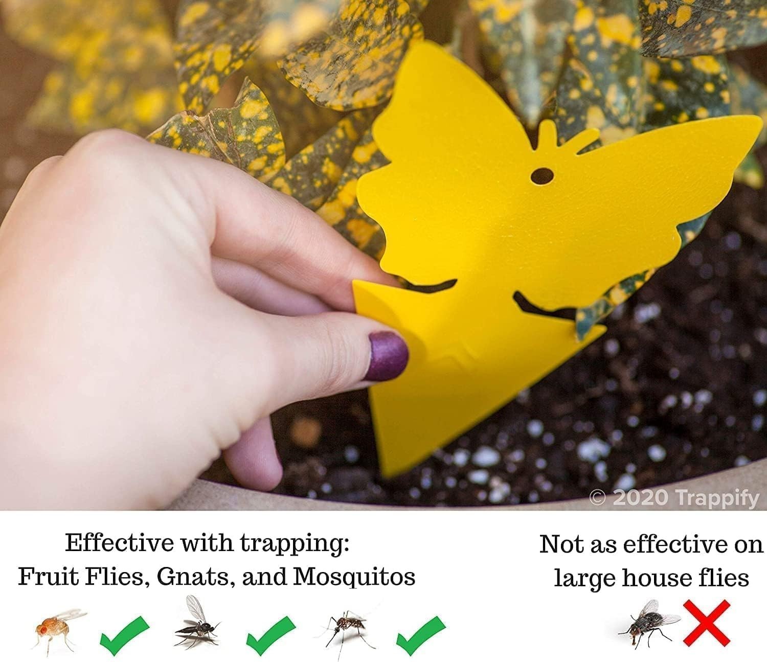 Modern Disposable Glue Fly Traps – 100 Pack for Gnat and Mosquito Control