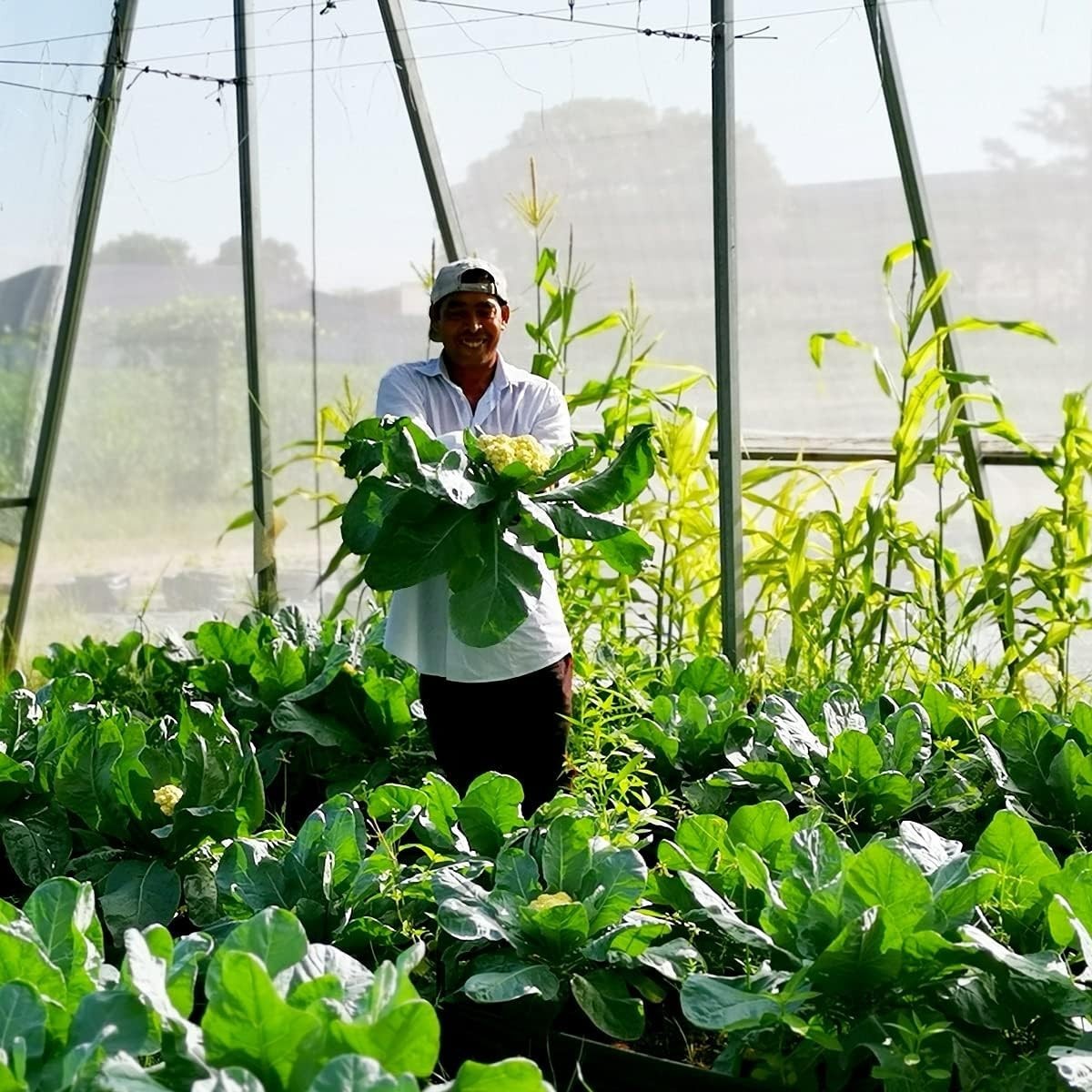 Multi-Purpose HDPE Garden Netting – 4’x10′ Insect Barrier for Healthy Growth