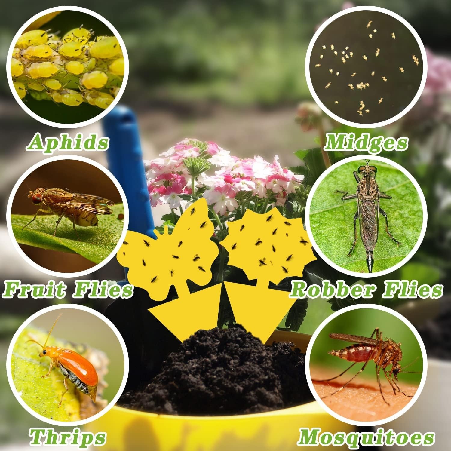 48PCS Sticky Fruit Fly Traps, Fungus Gnat Killer Trap use Indoor Outdoor
