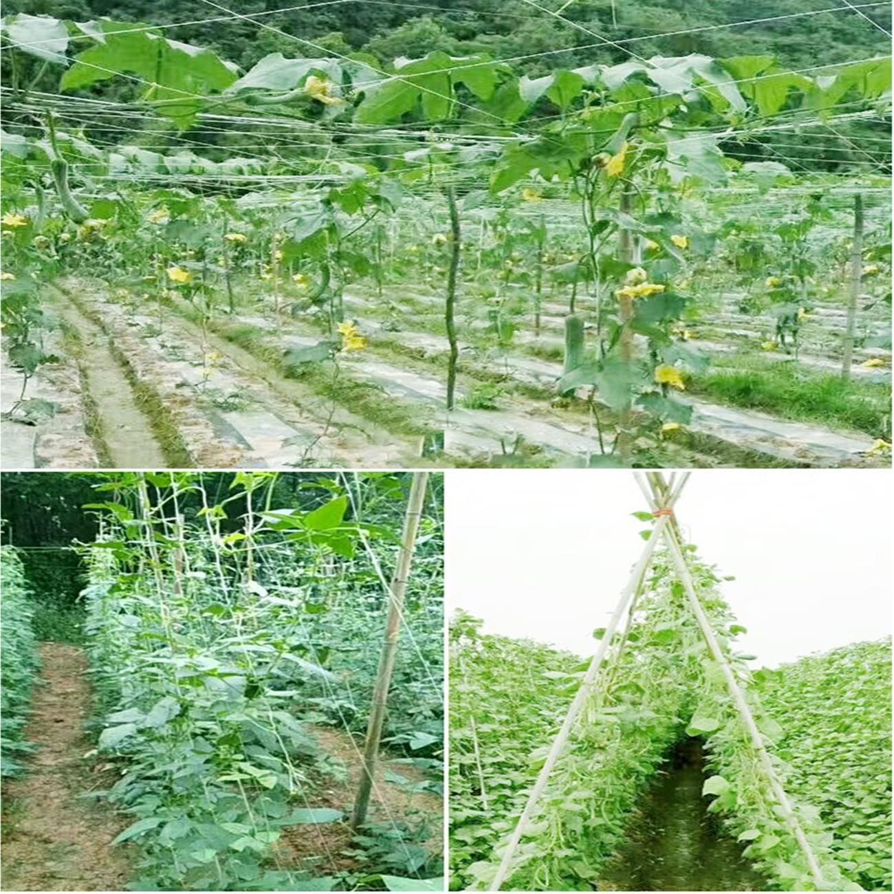 White Trellis Netting 5×100 Ft Heavy Duty Polypropylene Garden Support Net