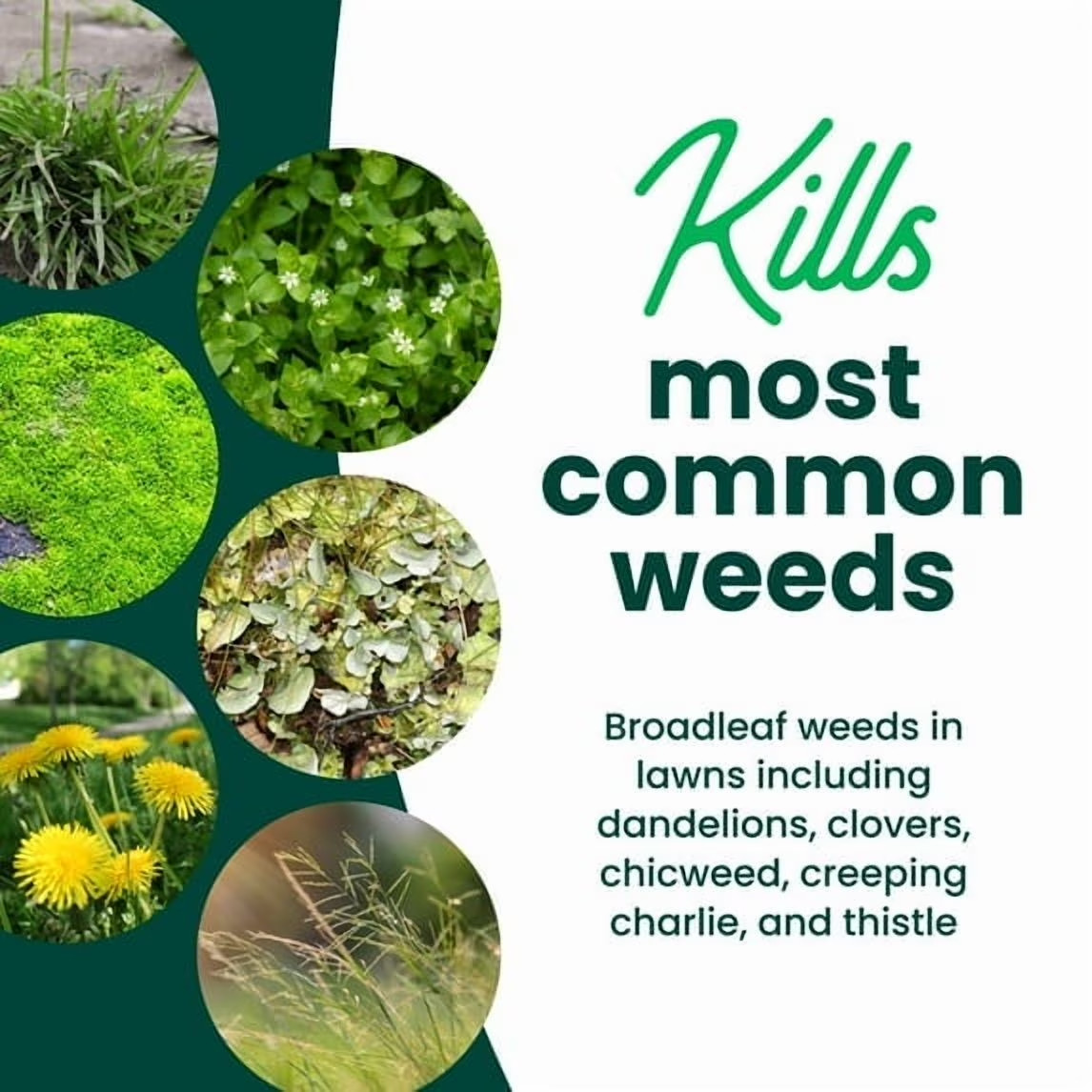 Sunday Dandelion Doom Lawn Safe Weed Killer 1 Gallon Selective Herbicide Covers