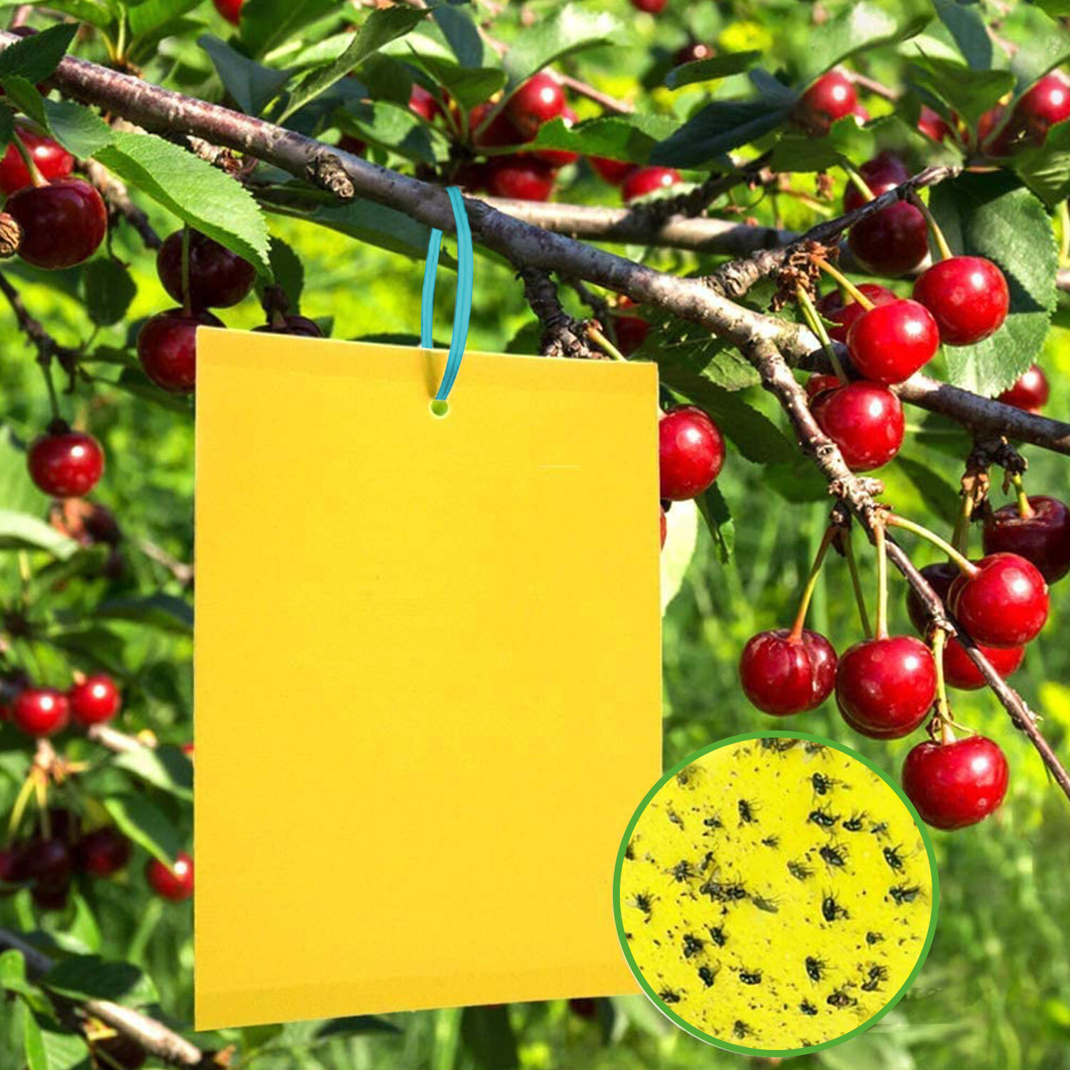 12PC Yellow Sticky Fly Trap Hanging Rope for Fruit Fly Plant Insect Gnat Outdoor