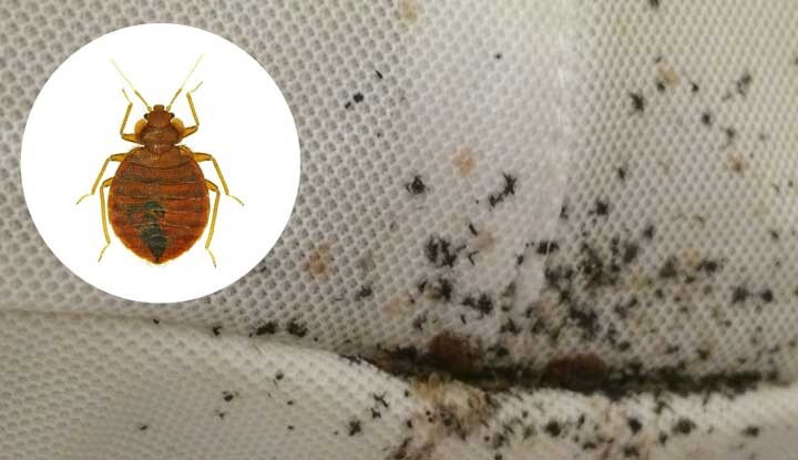 Home Ultrasonic BED BUG Cimicosis Repellent TREATMENT Prevention BEDBUG Killer