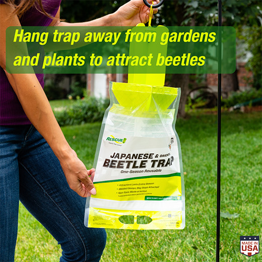 Rescue Japanese & Oriental Beetle Trap lasts 8 weeks reusable Rescue! beetles