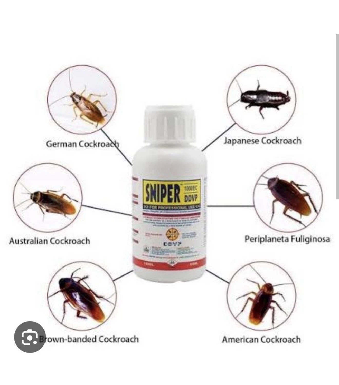 Cockroach