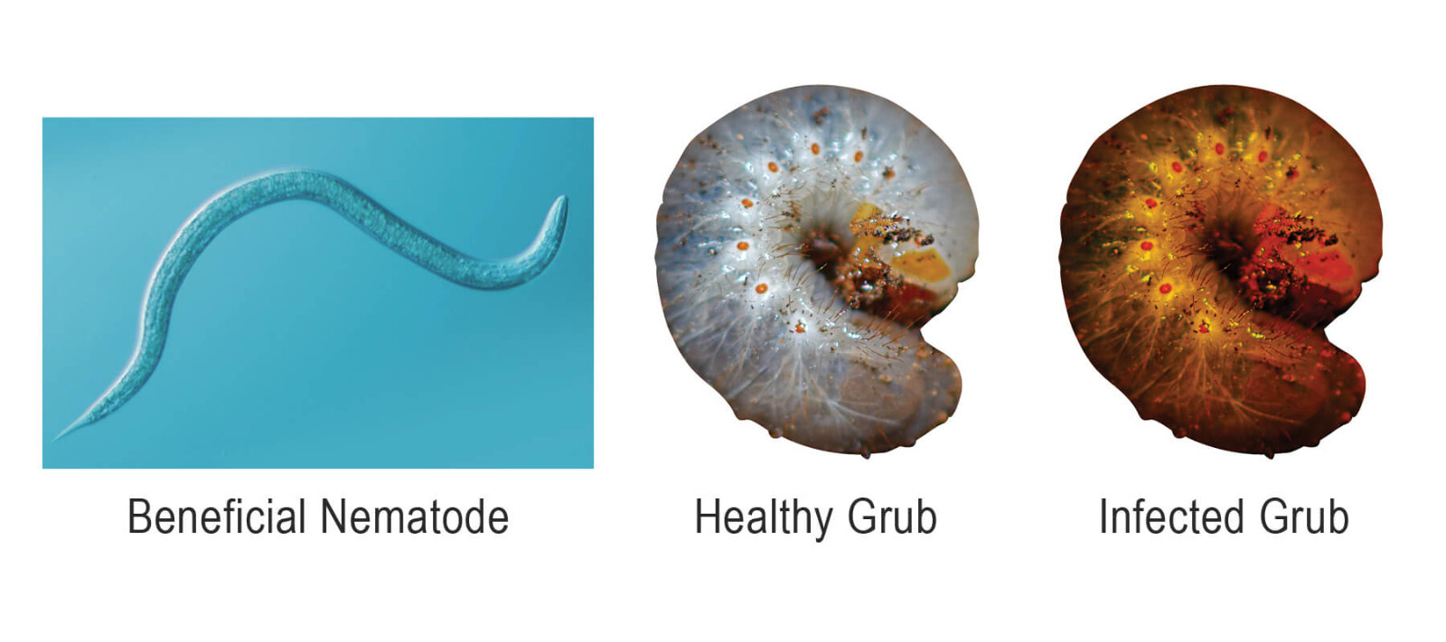 10 Million Beneficial Nematodes SC – Targets Fleas, Flies, Moths, & More