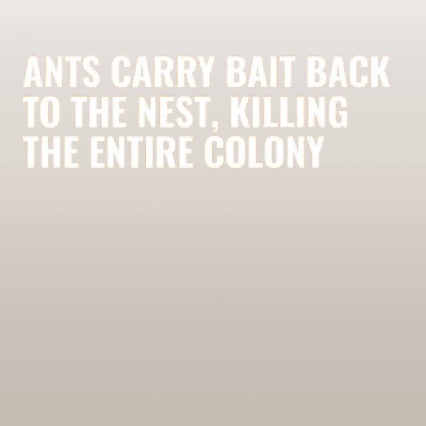 TERRO Ant Killer Bait Stations T300B – Liquid Bait to Eliminate Ants – Bait new