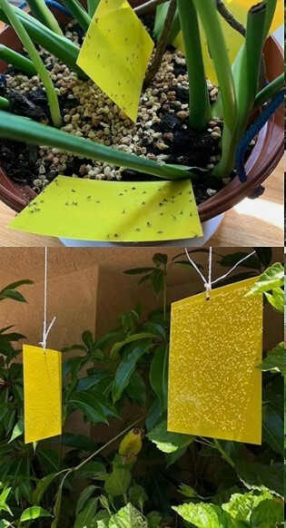 2pk 20PCS 6″x8″Sticky Fly Trap Paper Yellow Traps FruitFlies Insect Glue Catcher