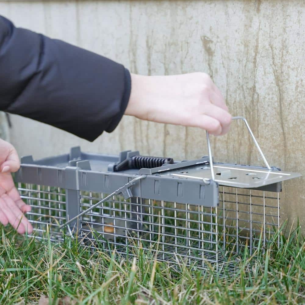 Havahart Small 1 Door Humane Live Animal Trap Squirrel Chipmunk Weasel Cage