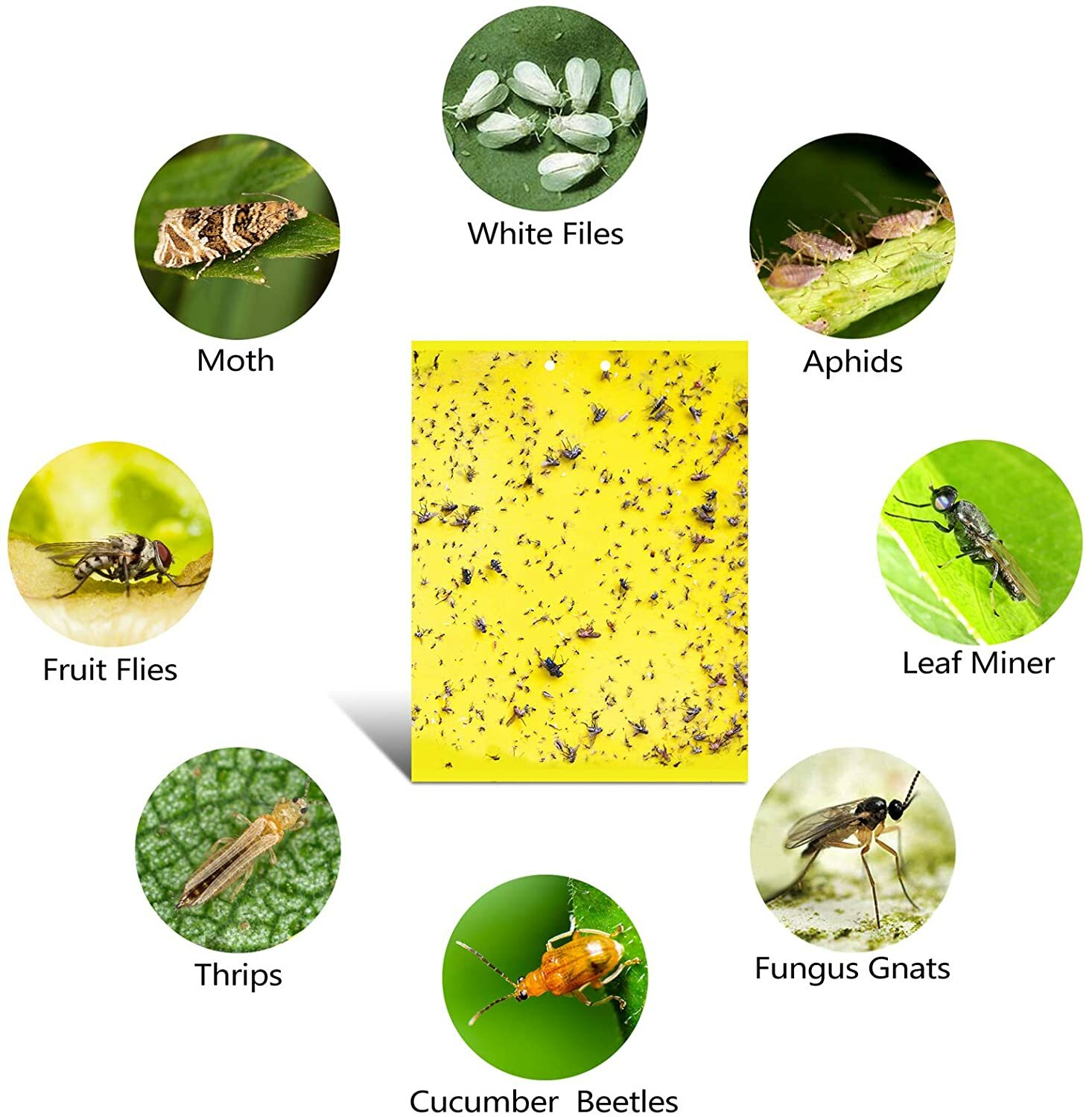 20Pcs Sticky Fly Trap Paper Yellow Traps Fruit Flies Insect Glue Catcher USA