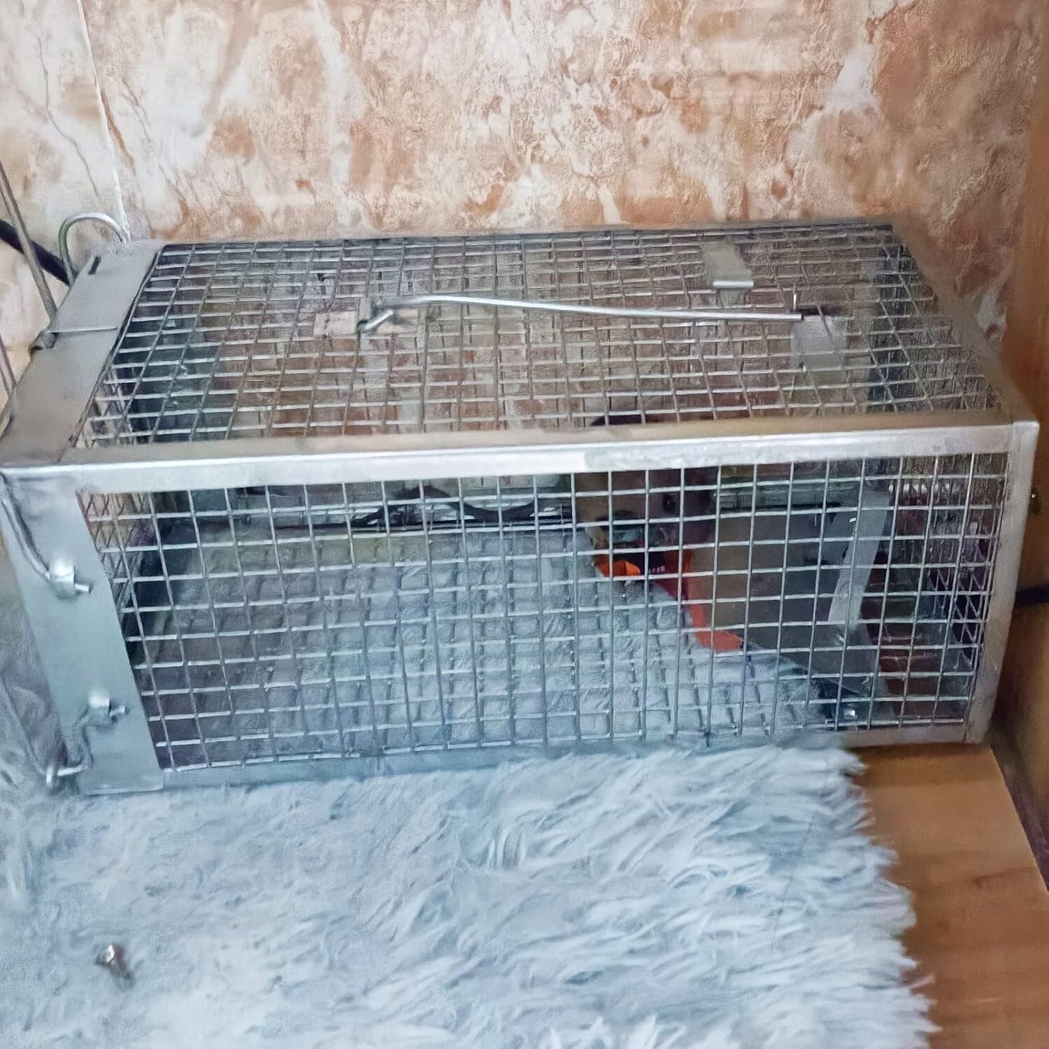2 PACK Medium Humane Rat Cage Trap Easy Catch and Release Live Animal Trap Metal