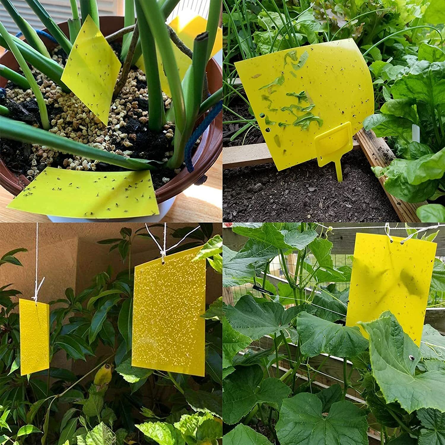 20Pcs Sticky Fly Trap Paper Yellow Traps Fruit Flies Insect Glue Catcher USA
