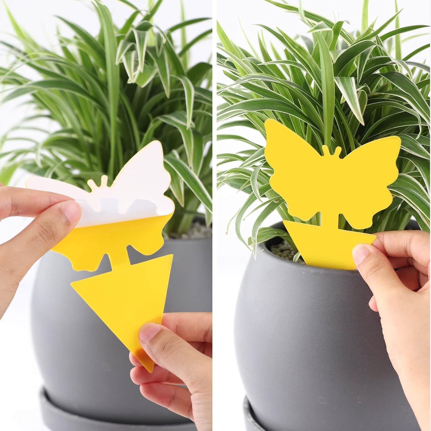 36-Pack Sticky Fruit Fly Trap for Indoor & Outdoor Pest Control – Eco-Friendly