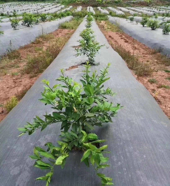 Heavy Duty Landscape Fabric 100 GSM, Weed Barrier Garden Mat, Different Sizes