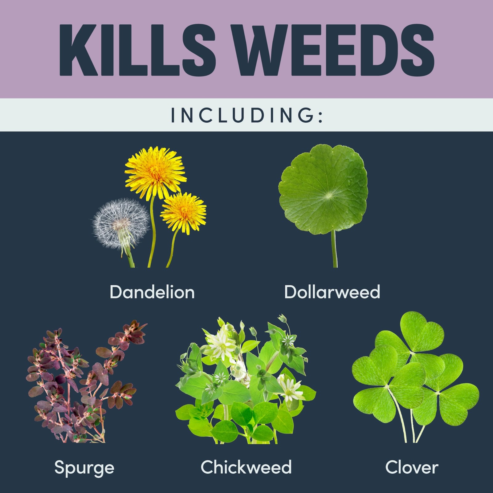 Image Herbicides Weed Killer for Southern Lawns Concentrate 32oz Free Shipping