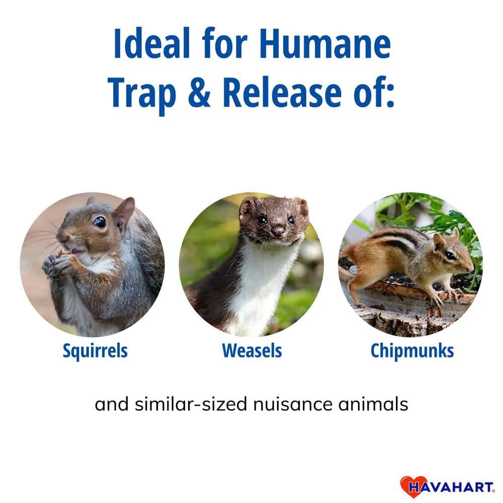 Havahart Small 1 Door Humane Live Animal Trap Squirrel Chipmunk Weasel Cage