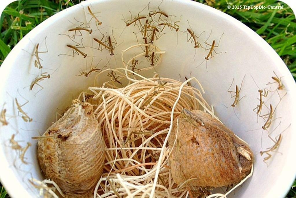 5 – Praying Mantis Egg Casings Chinese very nice size 50 to 600 per babies per