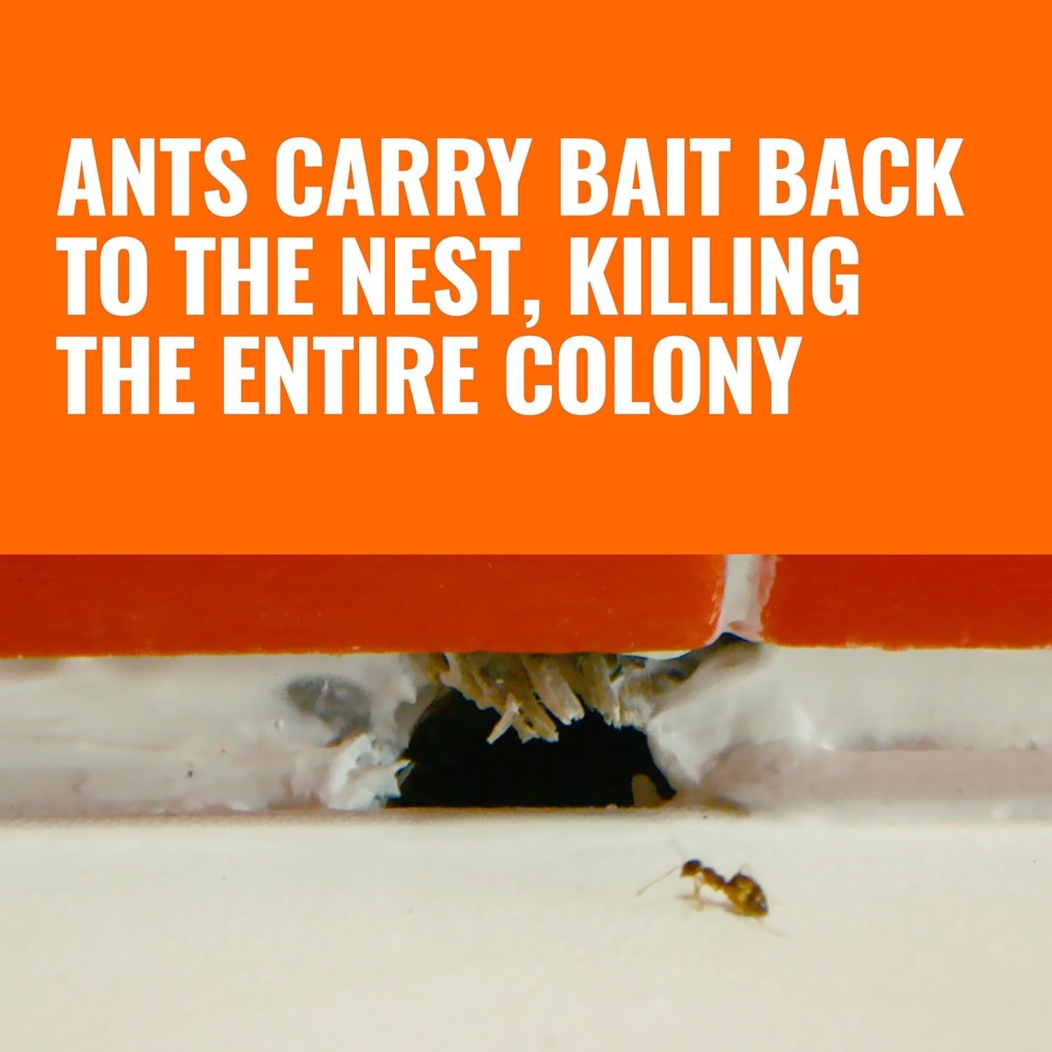 TERRO Liquid Ant Killer Bait Stations, 12-Pack Best Price – FREE SHIPPING