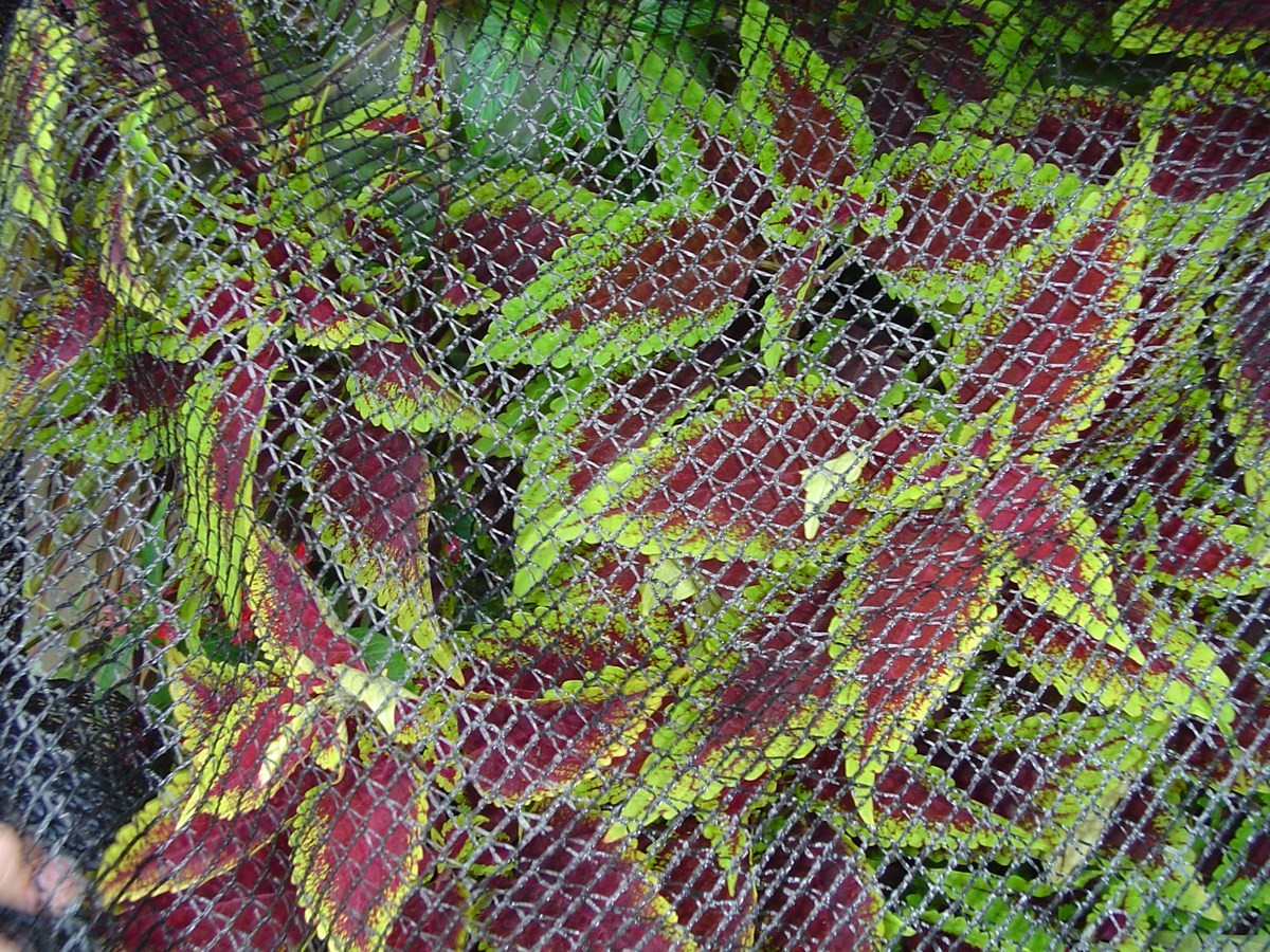 DeWitt BPN1414 Black Polypropylene Bird and Pond Netting 14 x 14 ft.