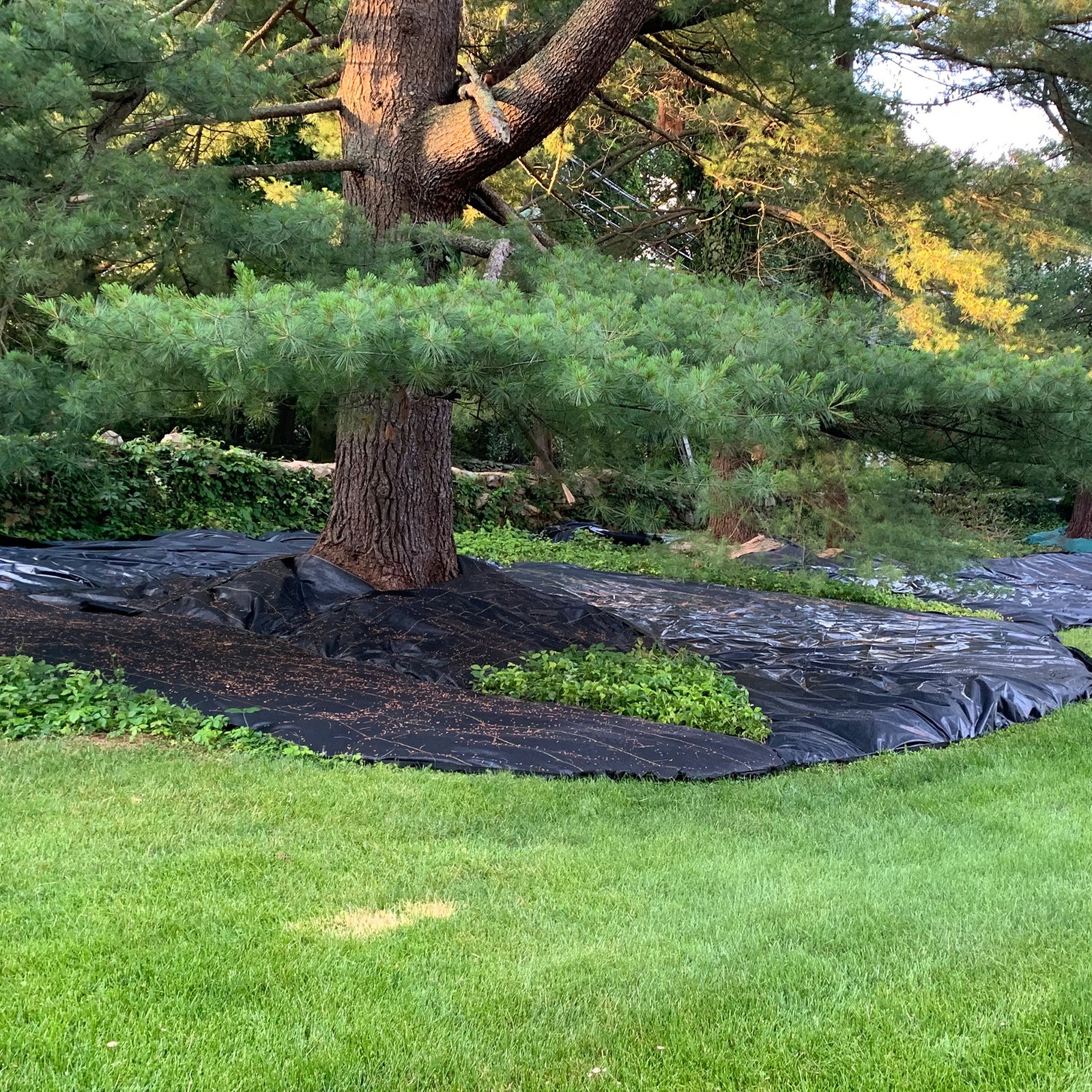 DeWitt P6 Pro 5 5oz 6′ x 250′ Commercial Landscape Weed Barrier Ground Fabric