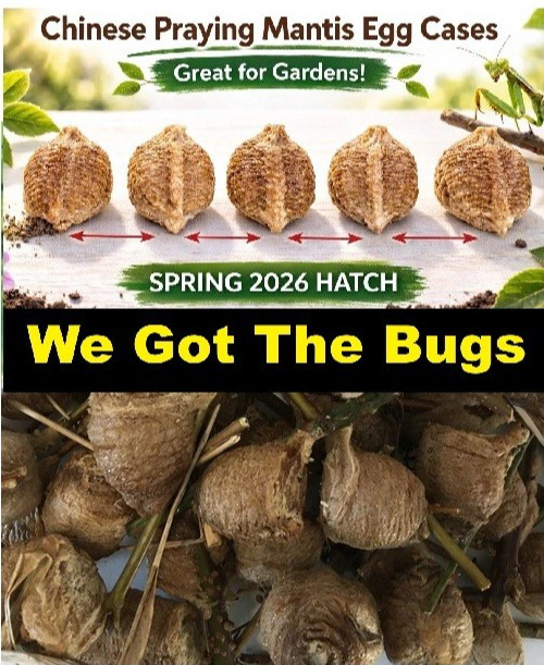 Fresh 5 Praying Mantis Egg Case + FREE Hatching Habitat Bag Picked 2025 Season