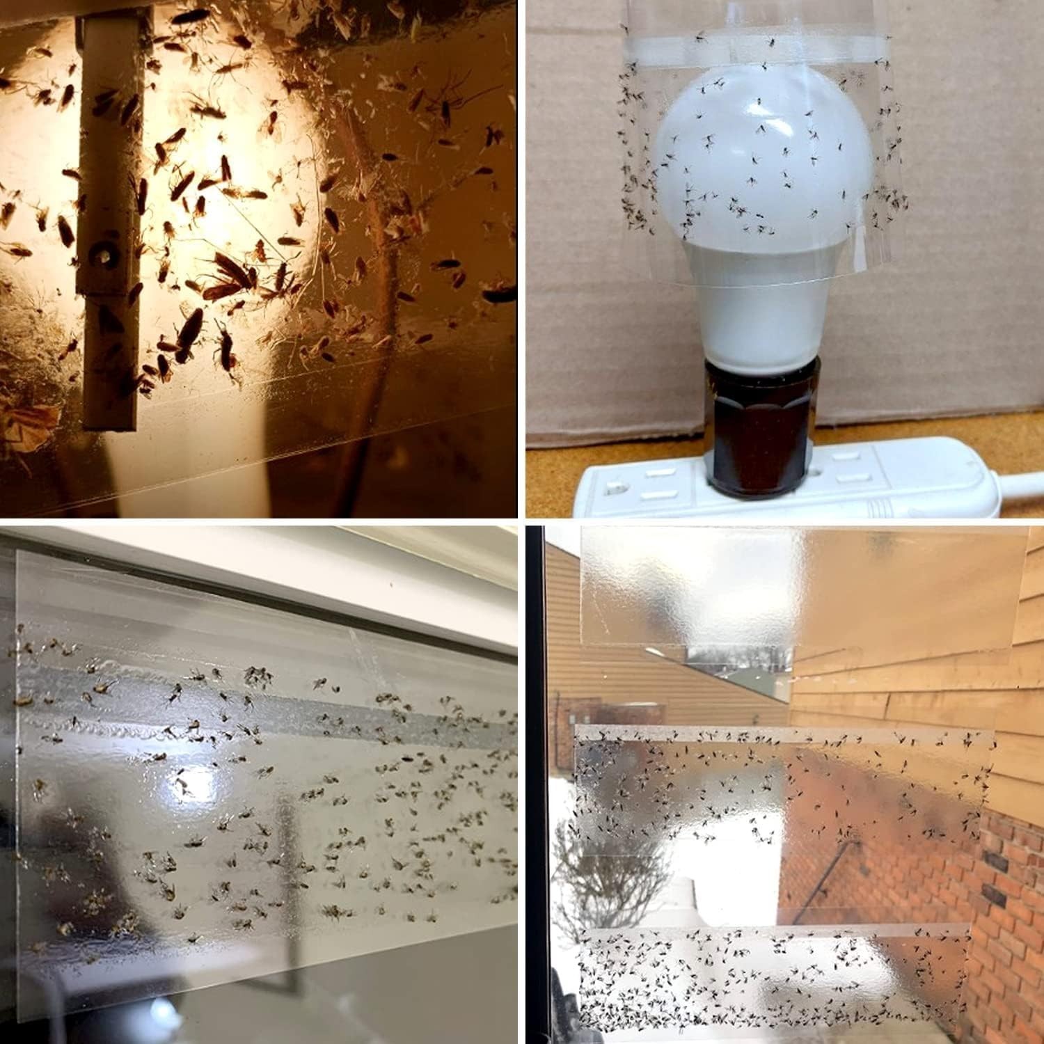35XL Fruit Fly Traps – Crystal Clear, Non-Toxic & Efficient for Indoors