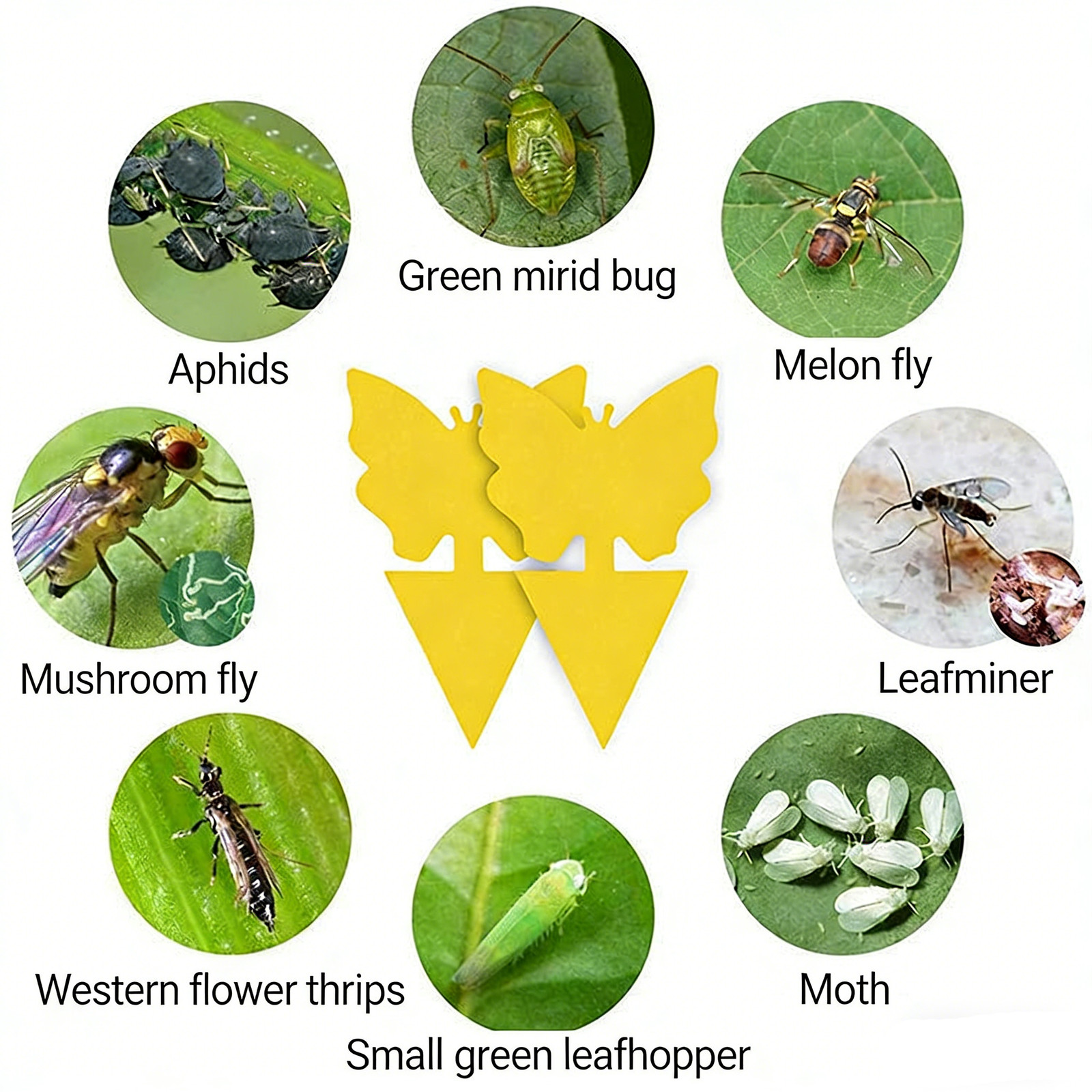 50X Yellow Sticky Fruit Fly Traps Fungus Gnat Killer Trap Use for Indoor Outdoor