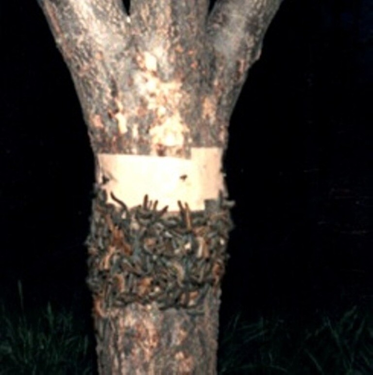 Slippery Caterpillar Barrier Tape. Gypsy Moth, Tent Caterpillar tree protection