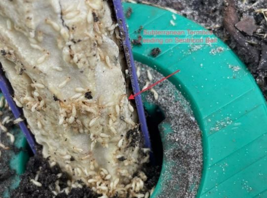 (5) – Termite bait station