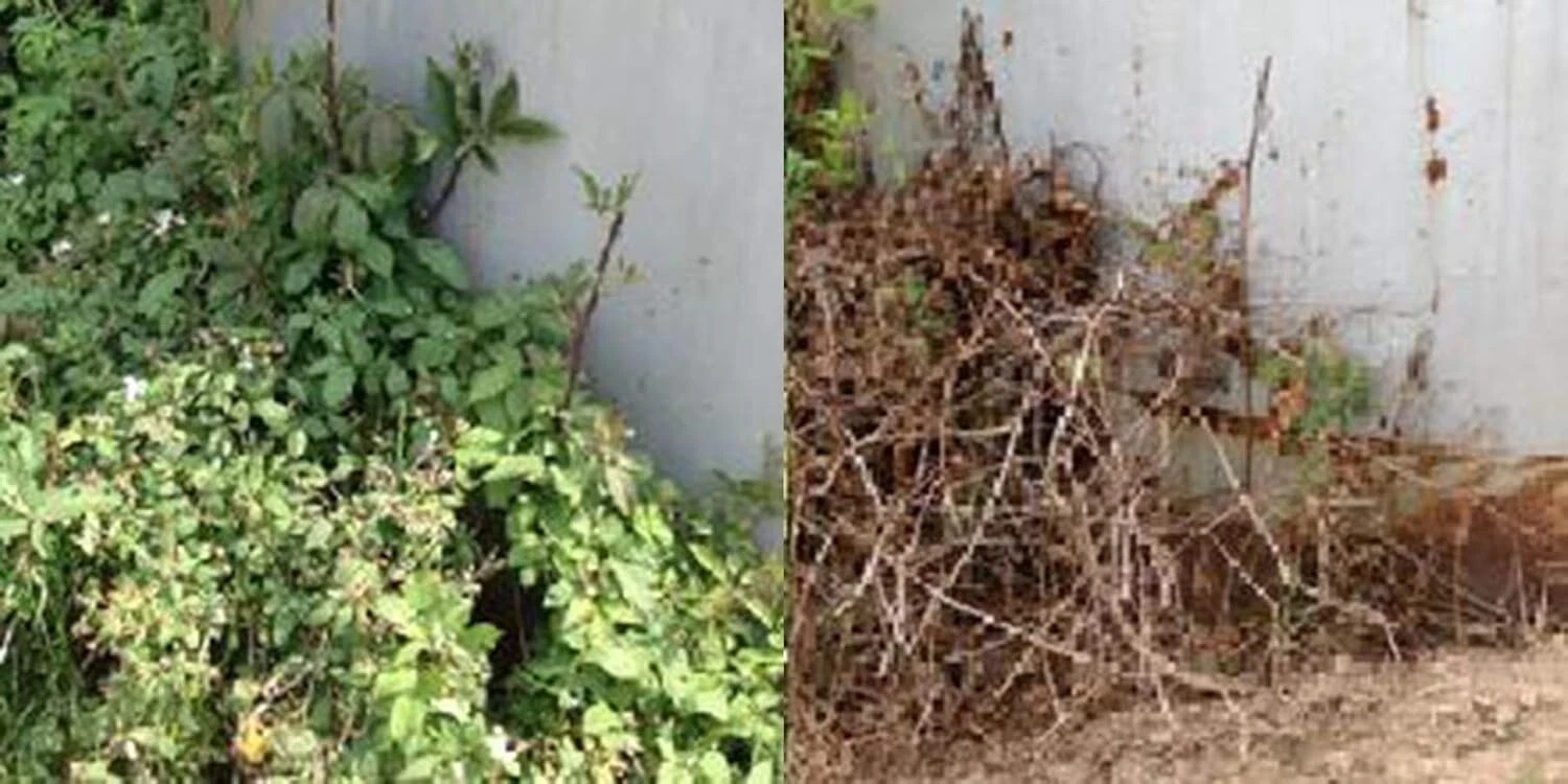 RM43 Total Veg Control Glyph Imazapyr Root Weed Preventer and Grass killer 1 GAL