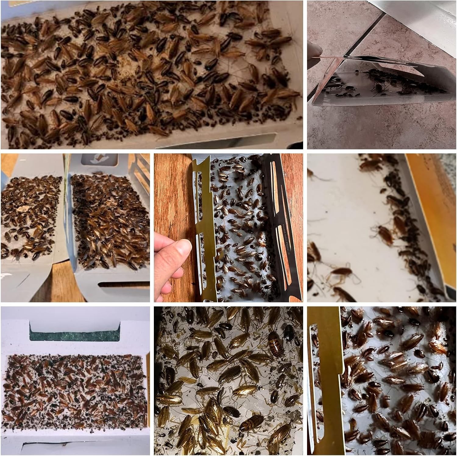 Versatile Indoor Roach Traps – 20 Pack with Eco-Friendly Glue Technology