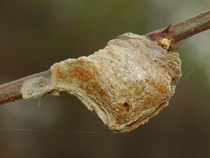 5 – Praying Mantis Egg Casings Chinese very nice size 50 to 600 per babies per