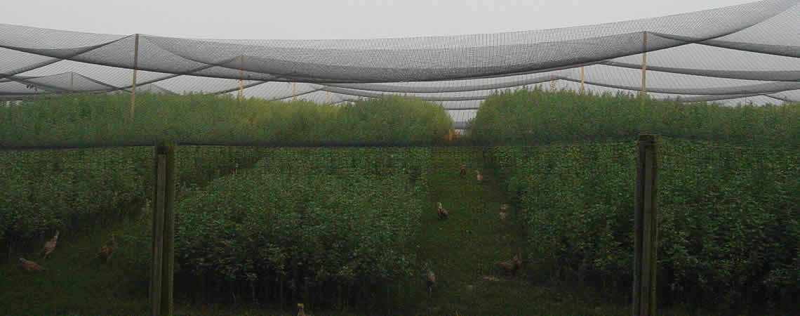 Netting Poultry Anti Bird Aviary Fruit Garden Protection Nets Long Lasting!